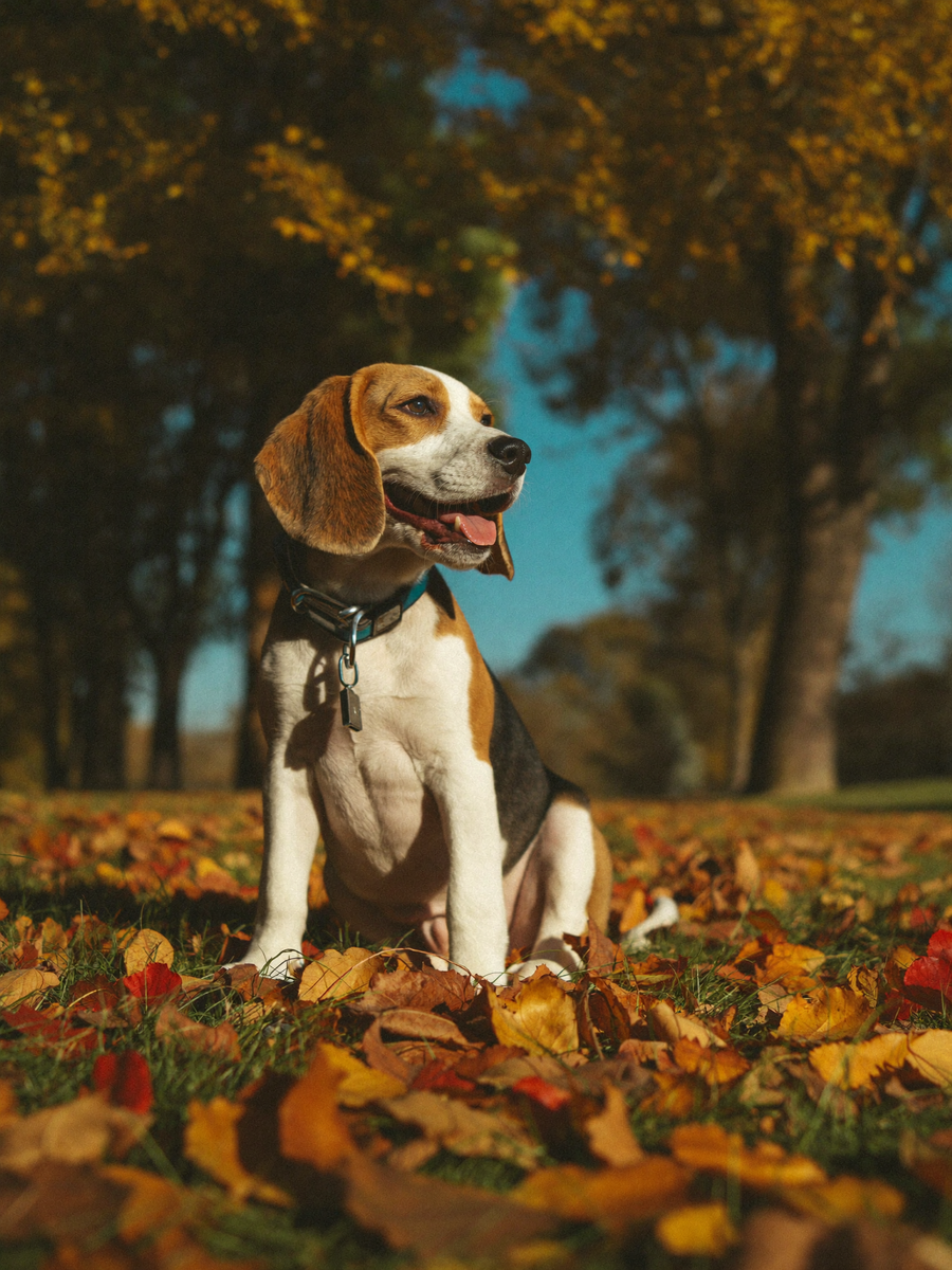 Szczeniak beagle wśród liści