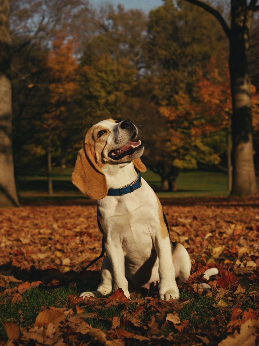 Beagle w parku