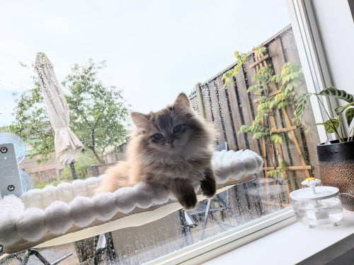 Puszysty kot odpoczywa na macie hamaka okiennego